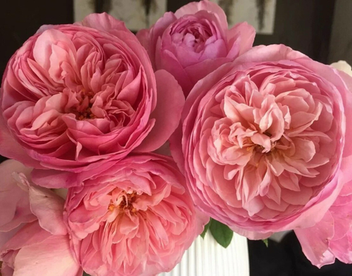 Роза на Штамбе Соня Рикель