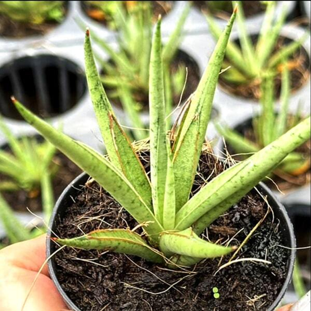 Сансевиерия PAKARANG