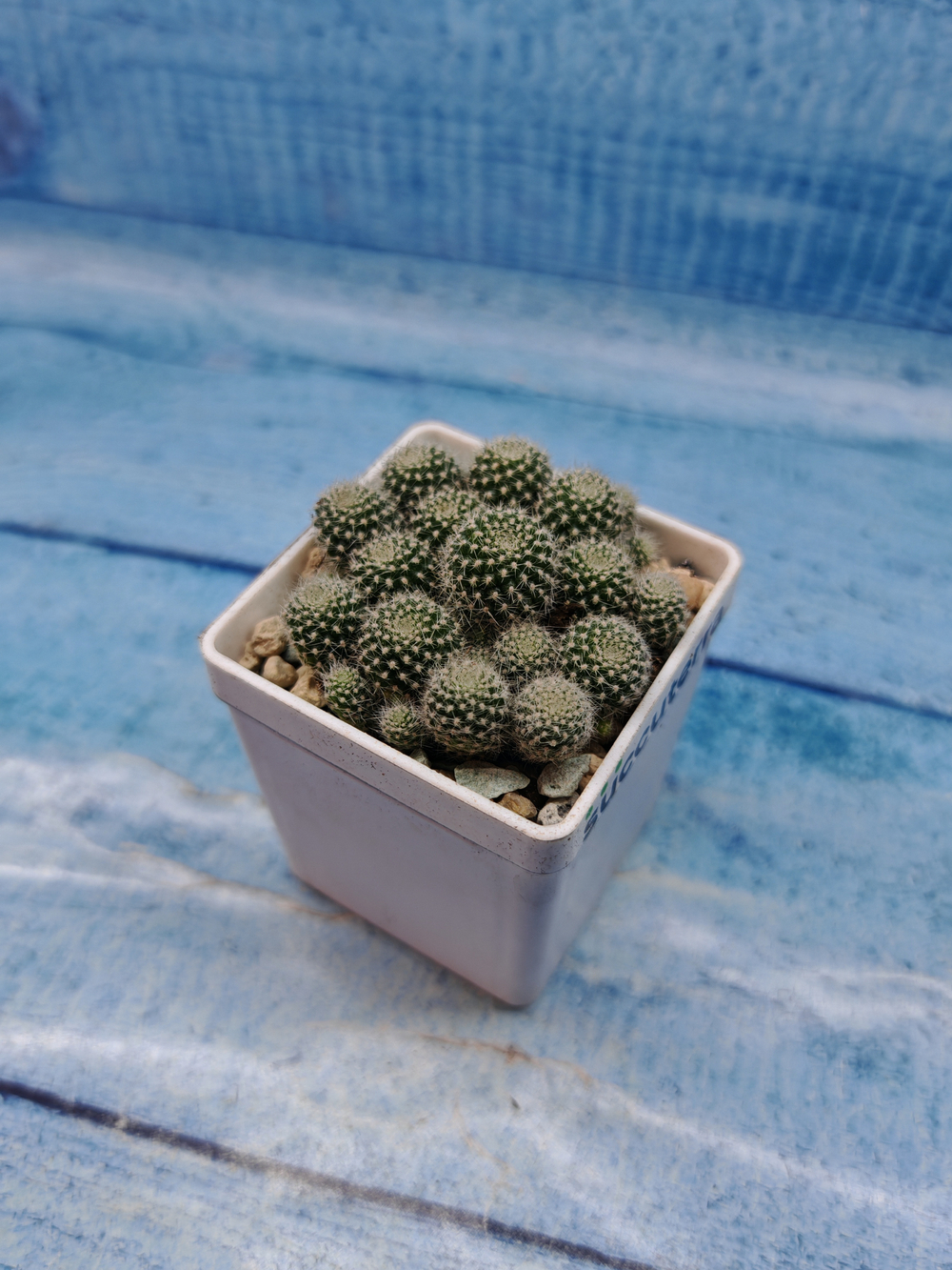 Rebutia Pulvinosa (Ребуция)