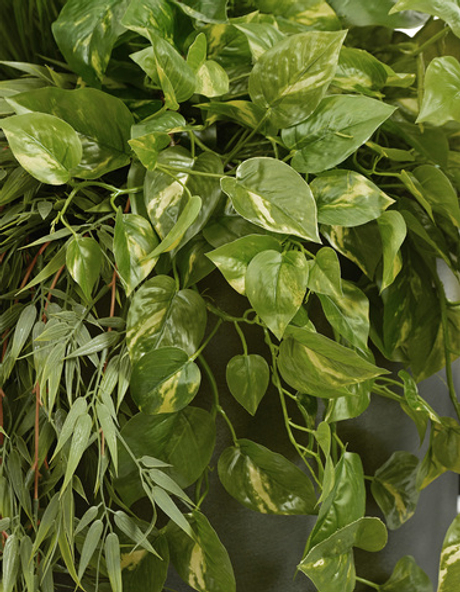 Потос Элегант ампельный большой новый