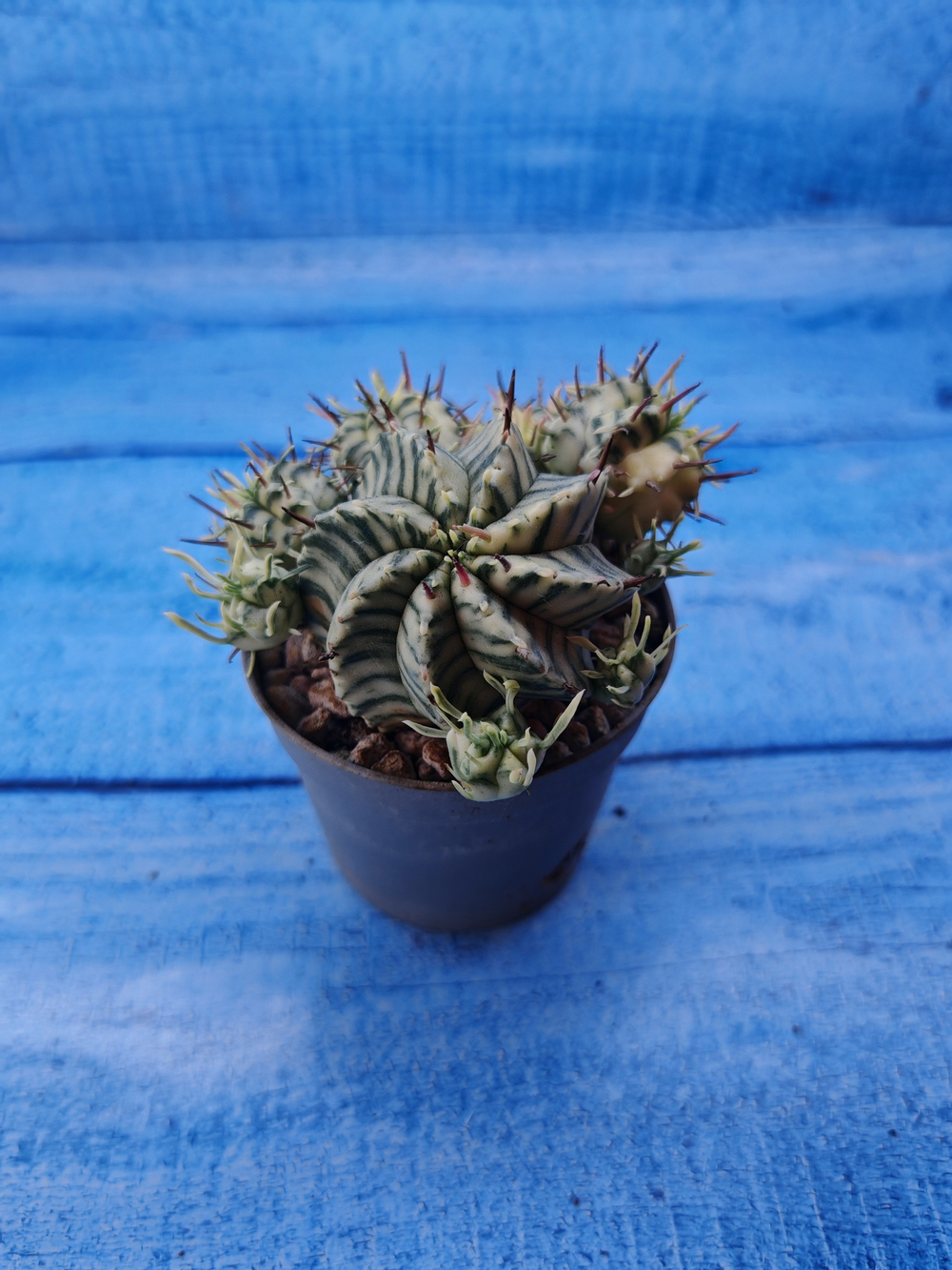 Euphorbia meloformis f. Variegated (Эуфорбия вариегатная)