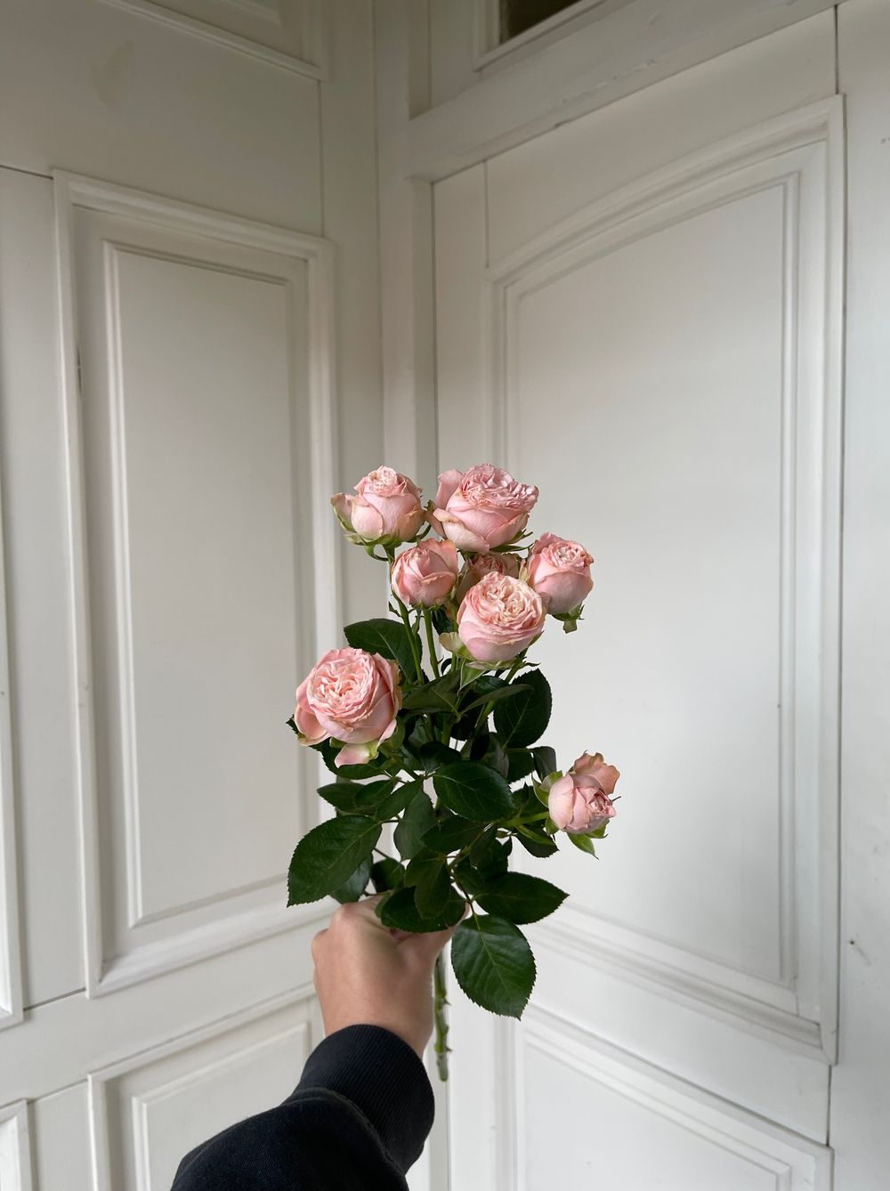 Пионовидная кустовая роза сорт БОМБАСТИК