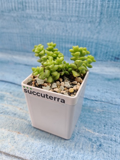 Crassula Tom Thumb (Крассула)
