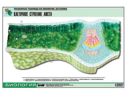 Рельефная таблица &#34;Клеточное строение листа&#34;  (формат А1, матовое ламинир.)