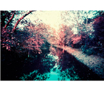 Фотопленка Lomography Lomochrome Purple XR 35 mm ISO 100-400, 36 кадров, 1 шт.