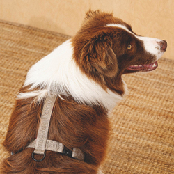 Шлейка «Пони-Компаньони» HuntingPony