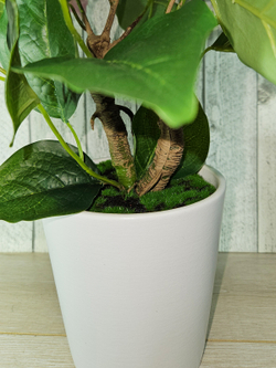 Бугенвиллия 60см в кашпо