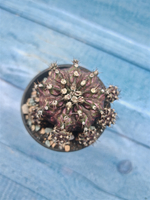 Gymnocalycium T-Rex Pink hybride (Гимнокалициум T-rex)