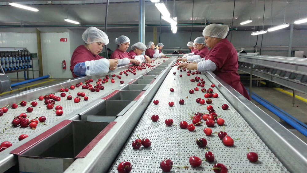 черешня чилийская сорт Bing, lapins ,Van.