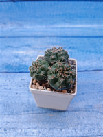 Gymnocalycium Baldianum (Гимнокалициум)