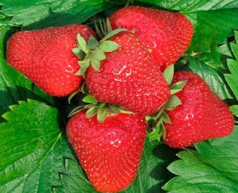 Клубника Джоли