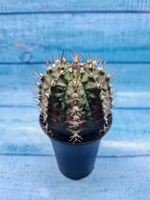 Gymnocalycium T-Rex Pink hybride (Гимнокалициум T-rex)