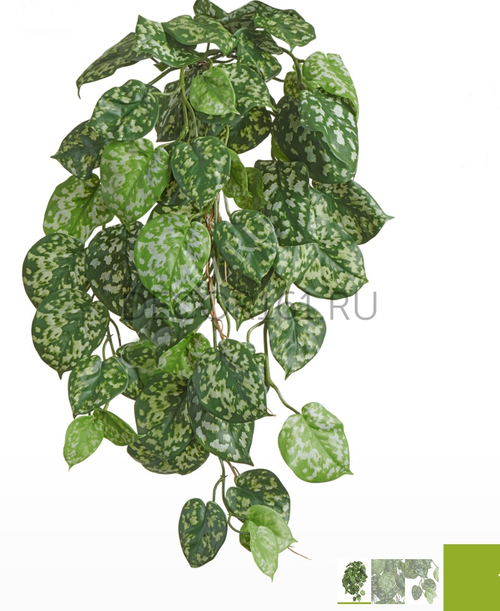 Сцендапсус Пиктус куст ампельный (серия FR - огнезащита) 20.1397FR
