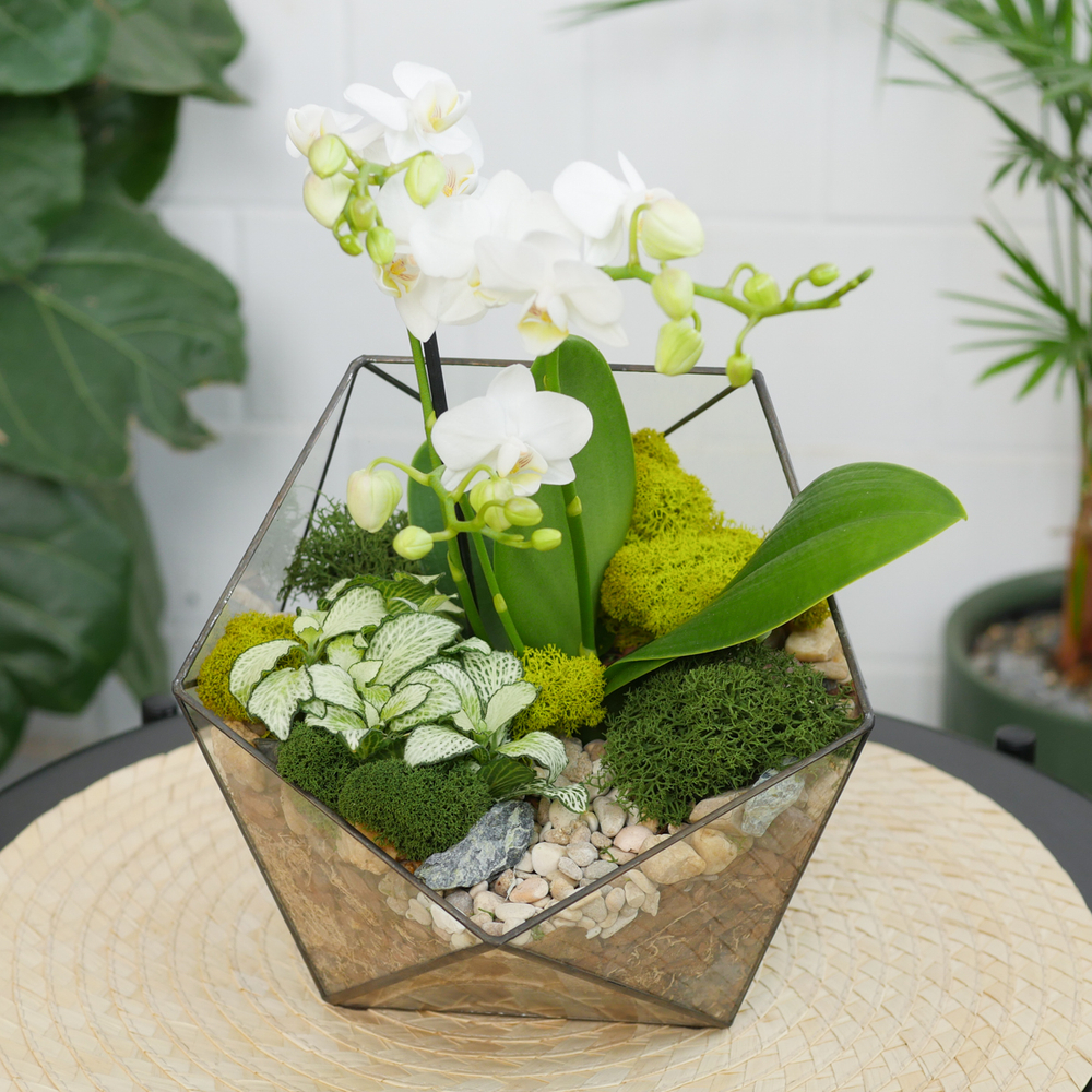 Готовый флорариум с белой орхидеей Икос