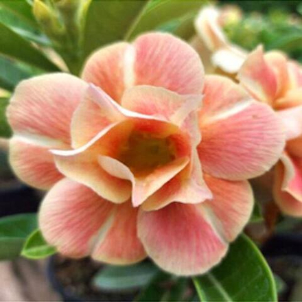 Адениум обесум CARAMEL