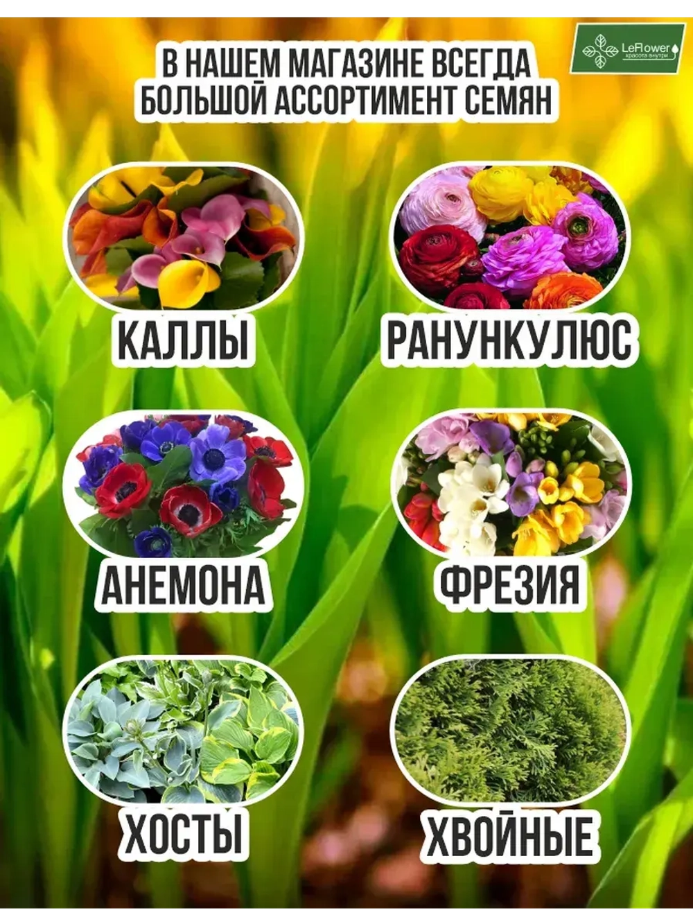 Луковичный цветок калла, 2 шт. Голландия