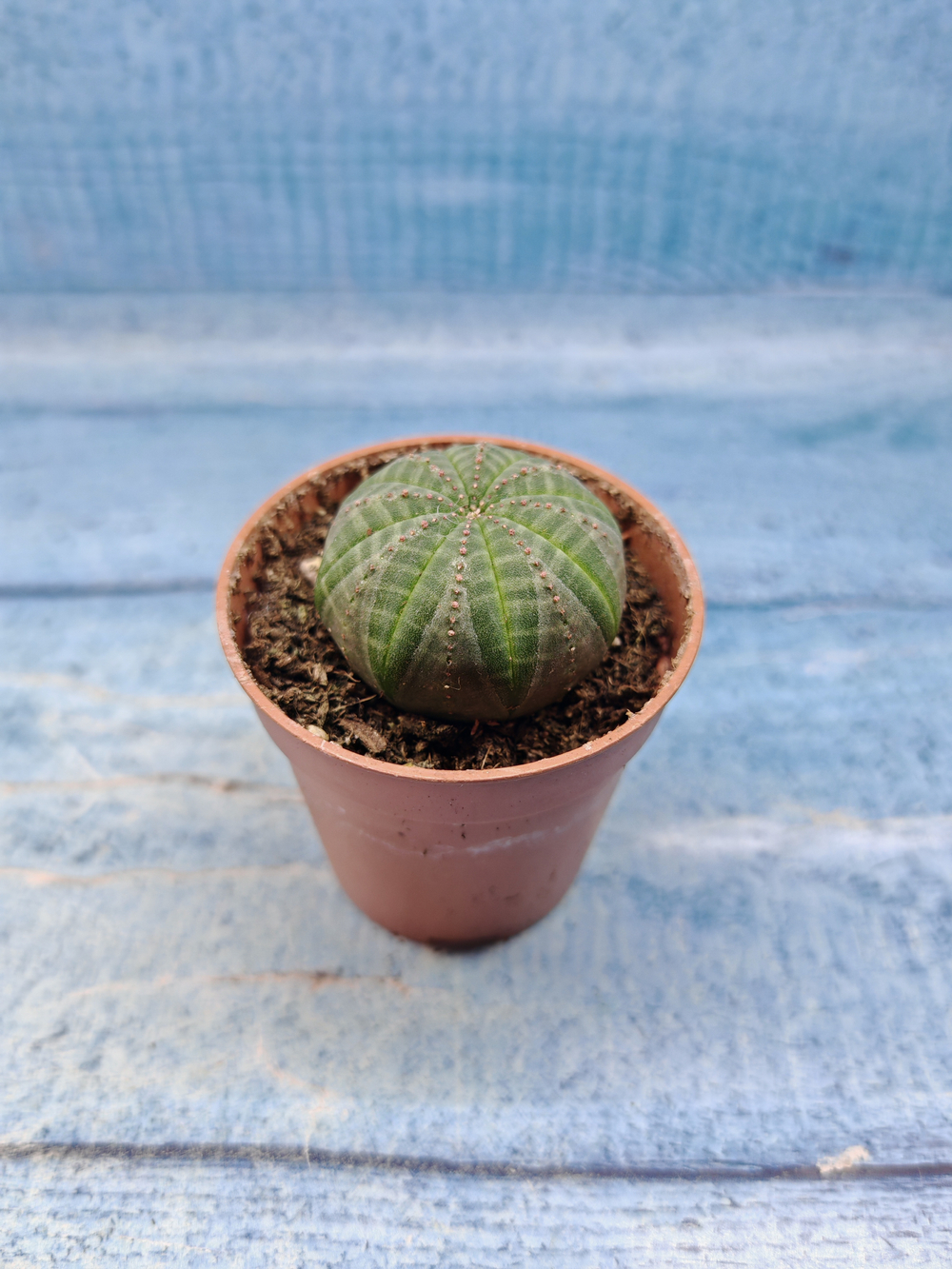 Euphoria Obesa (Эуфорбия)