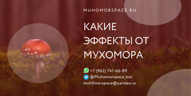 Какие эффекты от мухомора