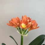 Кливия киноварная (Clivia miniata)