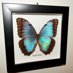 Бабочка Morpho peleides самка в рамке