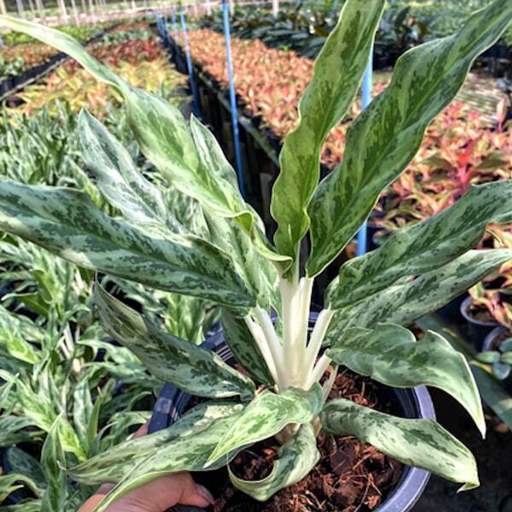 Аглаонема MONEY MONEY