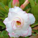 Адениум CANDHYK AYU