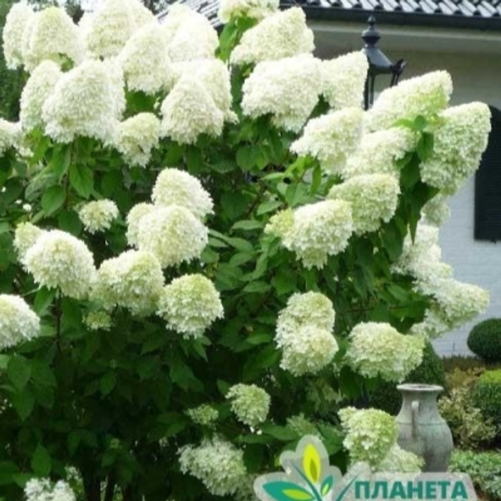 Гортензия метельчатая Полар Бир С5 60-80