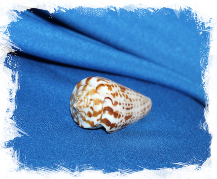 Конус Инскриптус,4-5см, 1шт