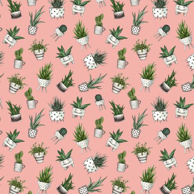 Cute house plants on a pink backdrop. Домашние растения на светоло-розовом фоне