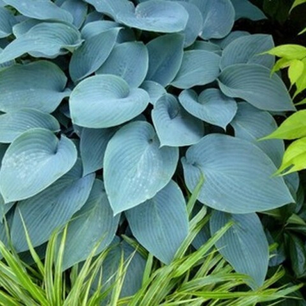 Хоста гибридная Халцион С5