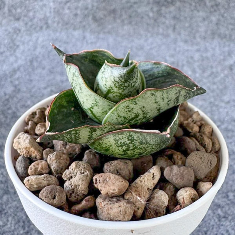 Сансевиерия J12125