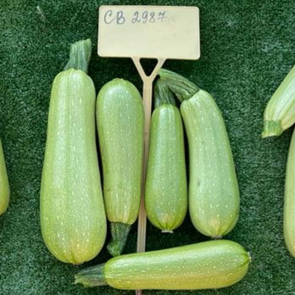 СВ 2987 ЯЛ семена кабачка (Seminis / Семинис)