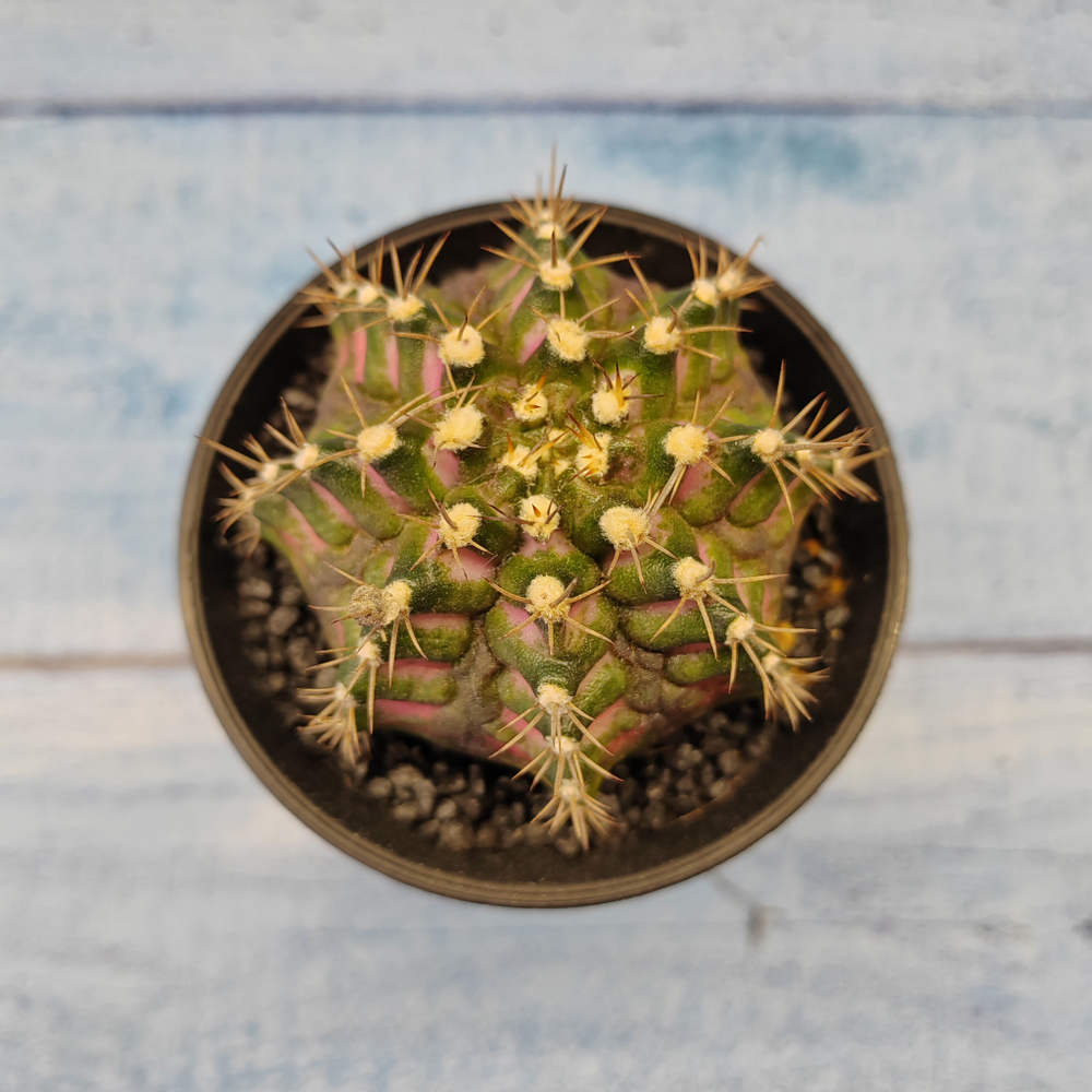 Gymnocalycium T-Rex Pink hybride (Гимнокалициум T-rex)