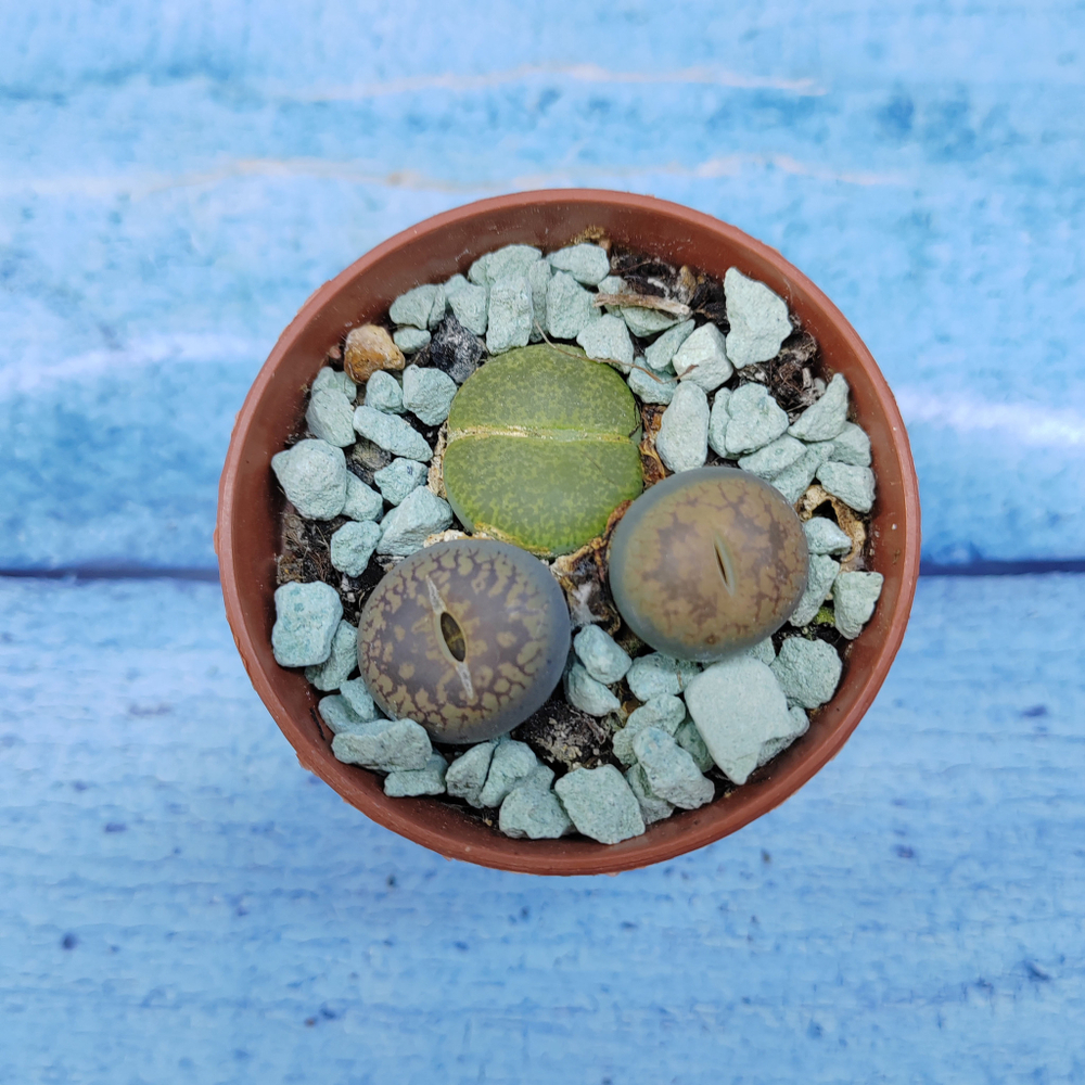 Lithops sp. (Литопсы)