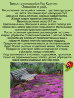 Тимьян Ред Карпет пурпурный