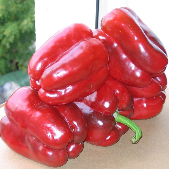 Клаудио F1 семена перца сладкого (Nunhems / Нюнемс) – фото 3