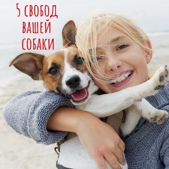 Пять свобод вашей собаки, как повод для счастья