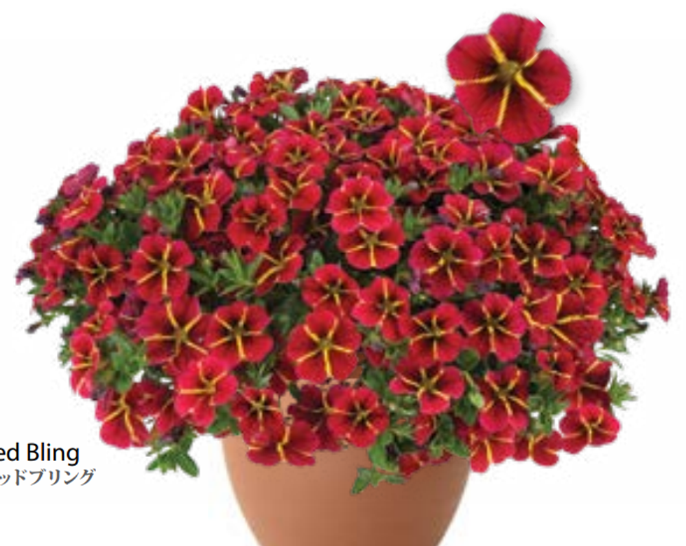 ЕВРО Calibrachoa Colibri Exotic Red Bling укорененный черенок февраль 26 DAN