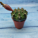 Gymnocalycium Friedrichii (Гимнокалициум)