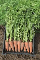 КАРСОН F1 семена моркови (Bejo | Alexagro)