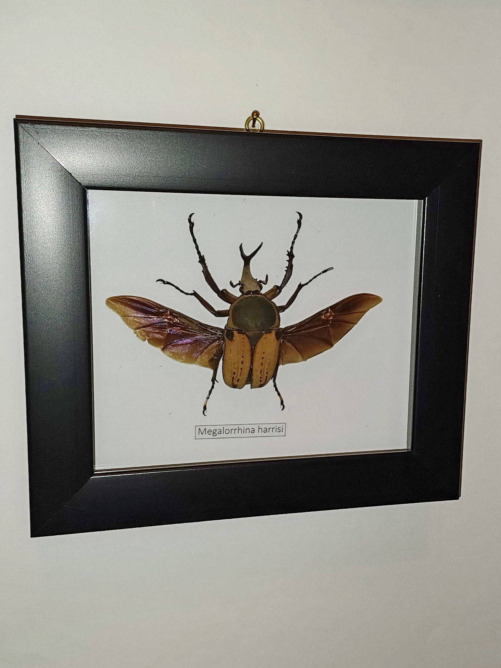 Украшение настенное интерьерное Бронзовка в рамке