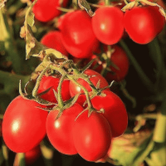 6 Пунто 7 F1 семена томата детерминантного (Seminis / Семинис) – фото 5