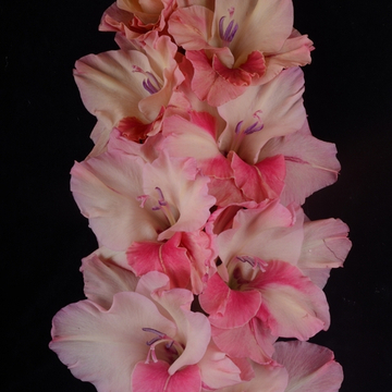 Гладиолус крупноцветковый Светлое Настоящее