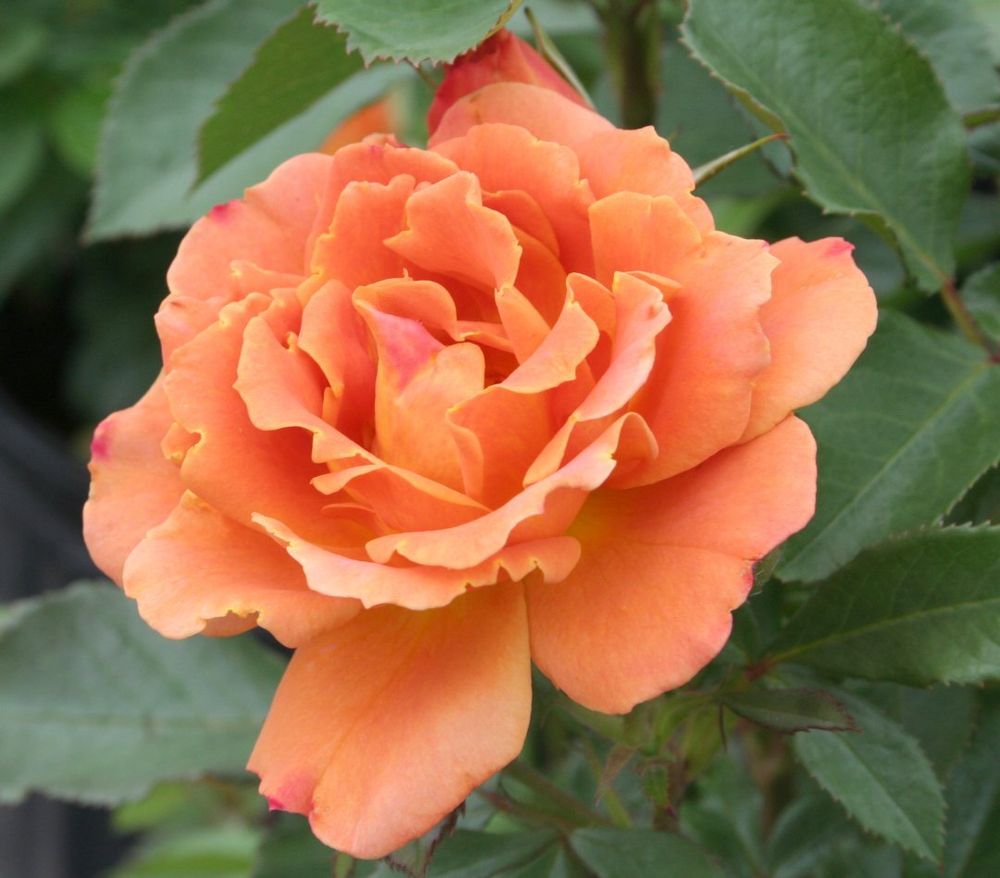 Пампкин Патч (Pumpkin Patch)