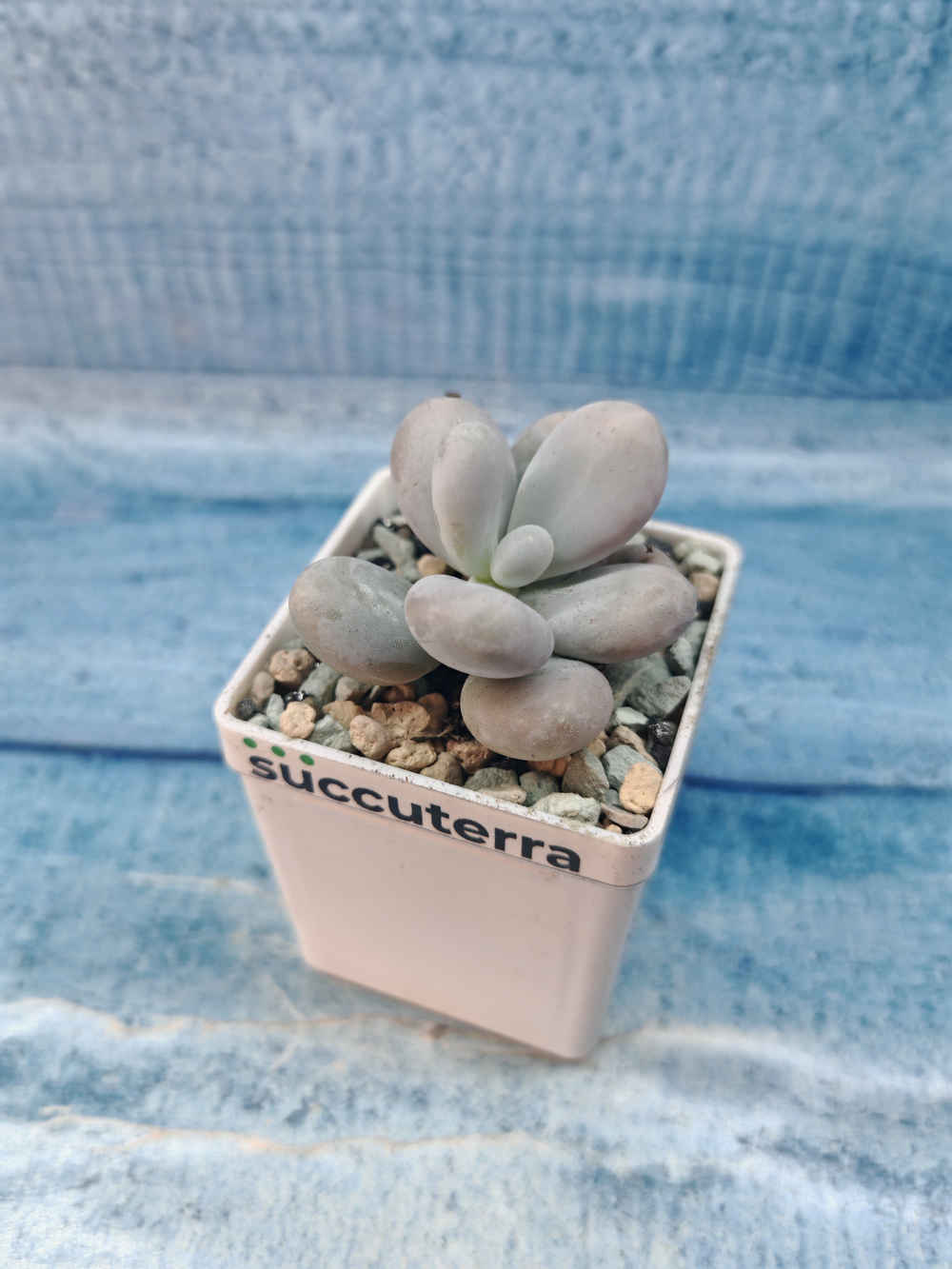 Pachyphytum Oviferum (Пахифитум)