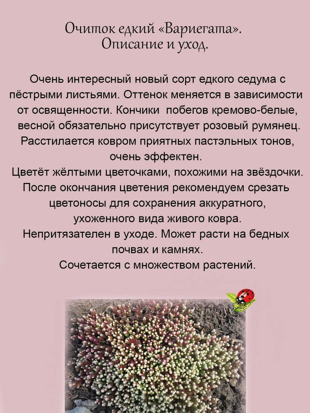 Седум едкий Вариегатта очиток пестролистный