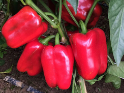 Клэр F1 семена перца сладкого (Enza Zaden / Энза Заден)