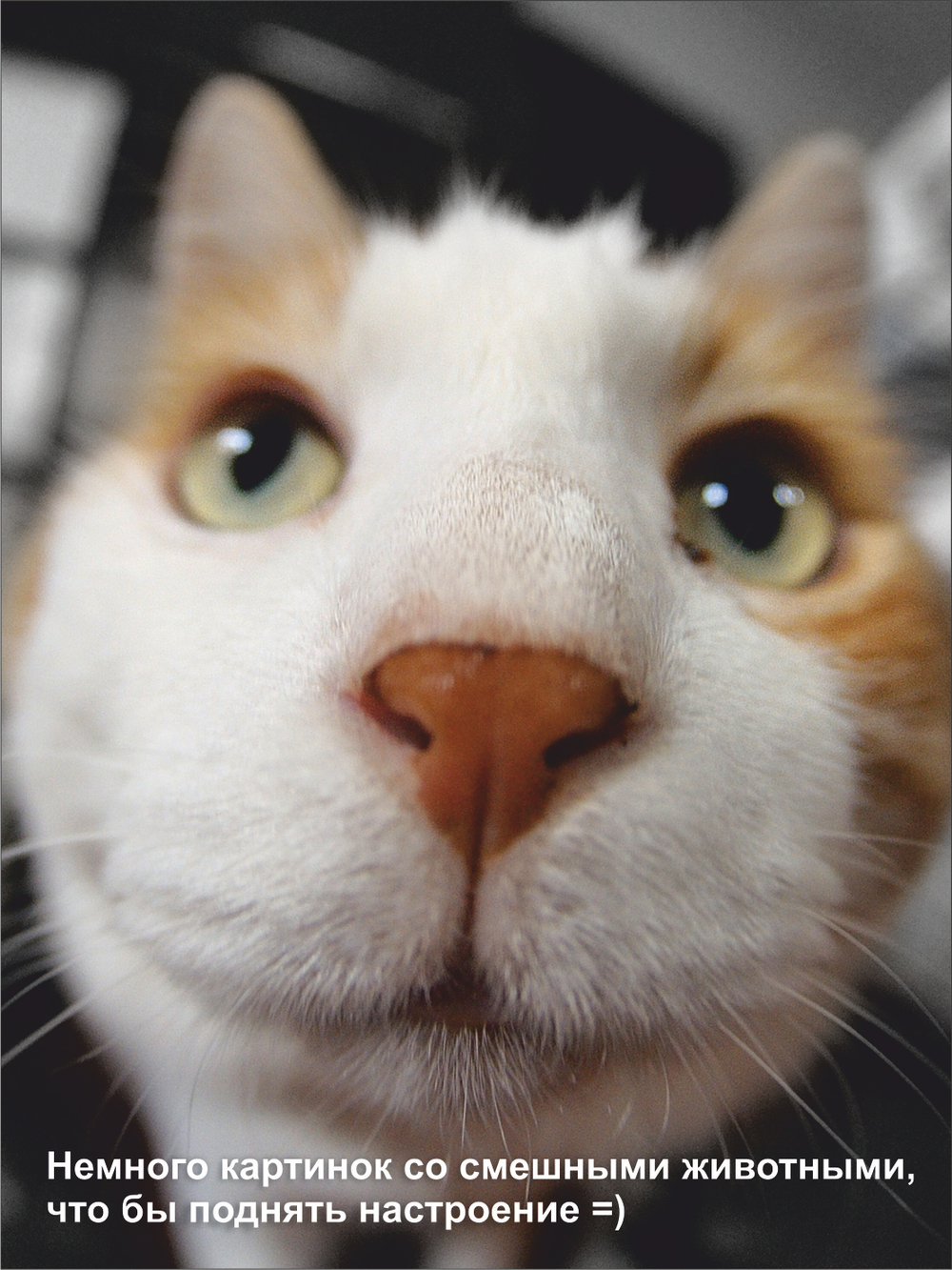 Гроб для кошки