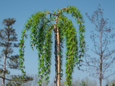 Лиственница японская Диана С10 Ра 130-140