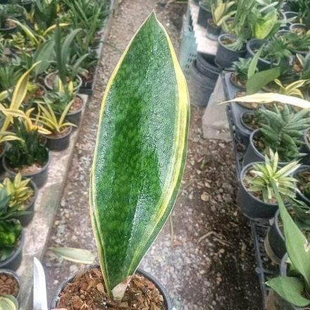 Сансевиерия CONGO